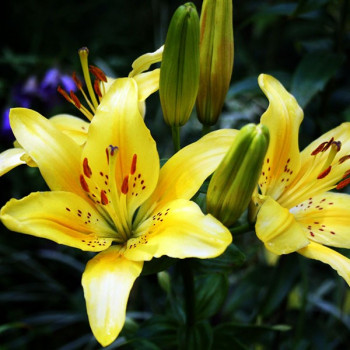  Лилия азиатская Solar Joy (Солар Джой)