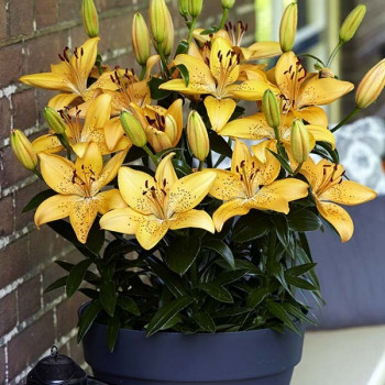  Лилия азиатская Solar Joy (Солар Джой)