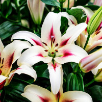  Лилия ОТ гибрид Sucinto (Суцинто)