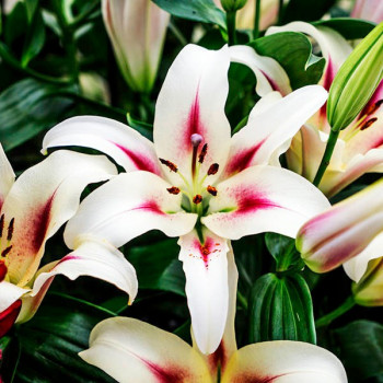  Лилия ОТ гибрид Sucinto (Суцинто)