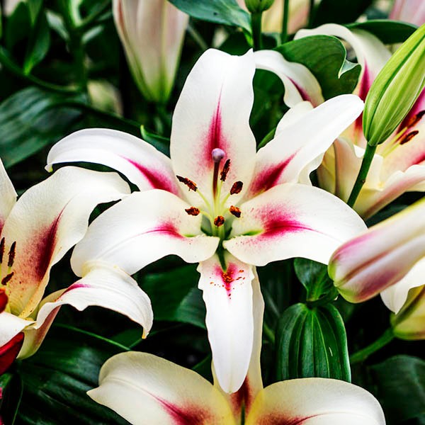  Лилия ОТ гибрид Sucinto (Суцинто)