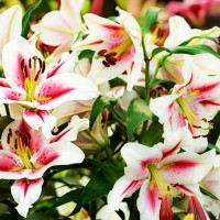  Лилия ОТ гибрид Sucinto (Суцинто)