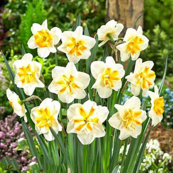 Нарцисс мелкокорончатый Сорбет (в упаковке - 3шт.)