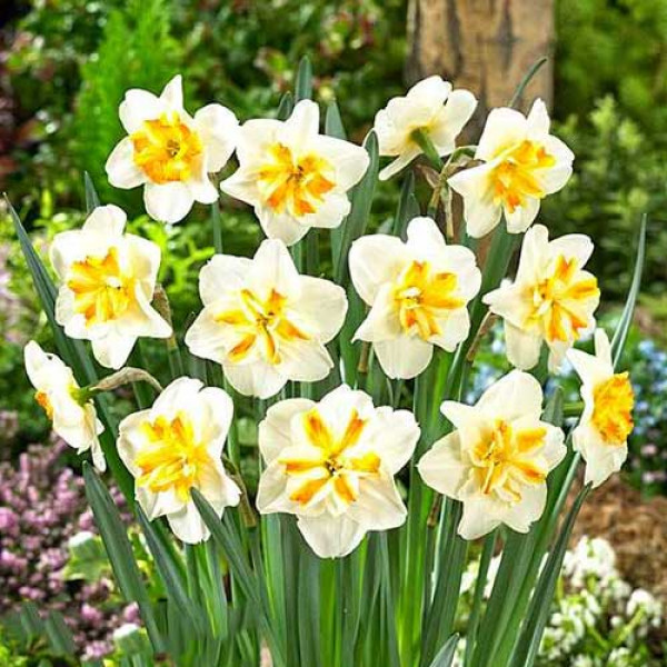 Нарцисс мелкокорончатый Сорбет (в упаковке - 3шт.)