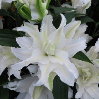  Лилия махровая восточная My Wedding (Май Веддинг)