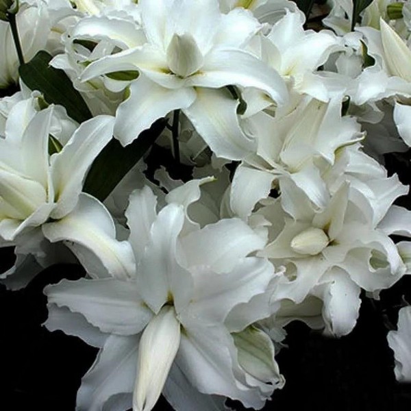  Лилия махровая восточная My Wedding (Май Веддинг)