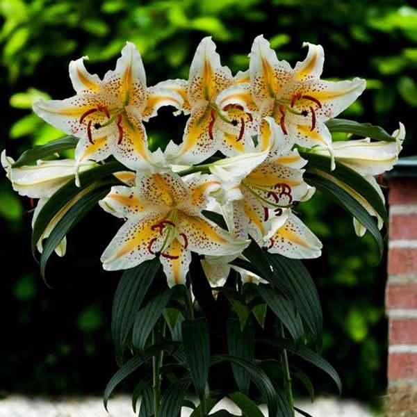  Лилия восточная Auratum Gold Band (Аур. Голд Бенд)