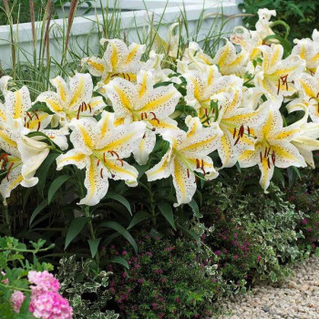  Лилия восточная Auratum Gold Band (Аур. Голд Бенд)