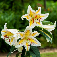  Лилия восточная Auratum Gold Band (Аур. Голд Бенд)