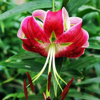  Лилия Speciosum Rubrum (Сп. Рубрум)
