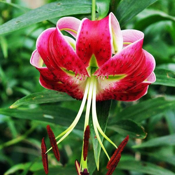  Лилия Speciosum Rubrum (Сп. Рубрум)