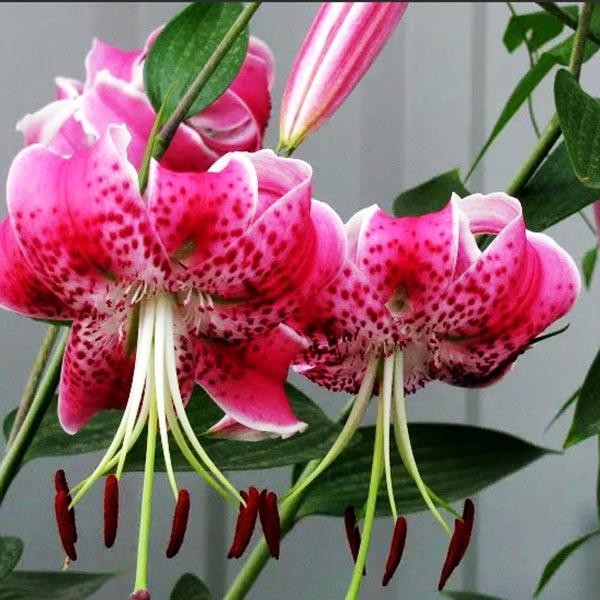  Лилия Speciosum Rubrum (Сп. Рубрум)