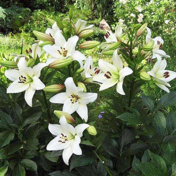  Лилия ЛА гибрид Litouwen (Литва)