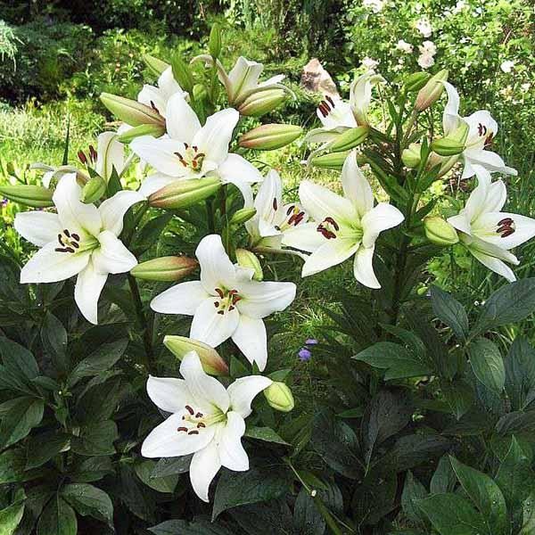  Лилия ЛА гибрид Litouwen (Литва)