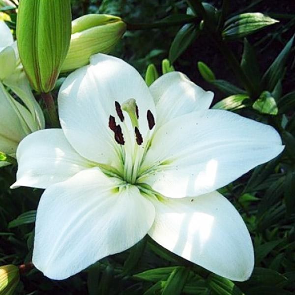  Лилия ЛА гибрид Litouwen (Литва)