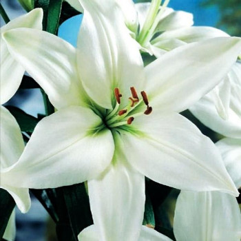  Лилия ЛА гибрид Litouwen (Литва)