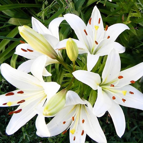  Лилия ЛА гибрид Litouwen (Литва)