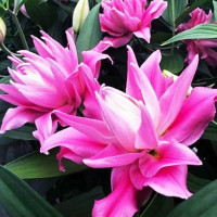  Лилия восточная Kadango (Каданго)