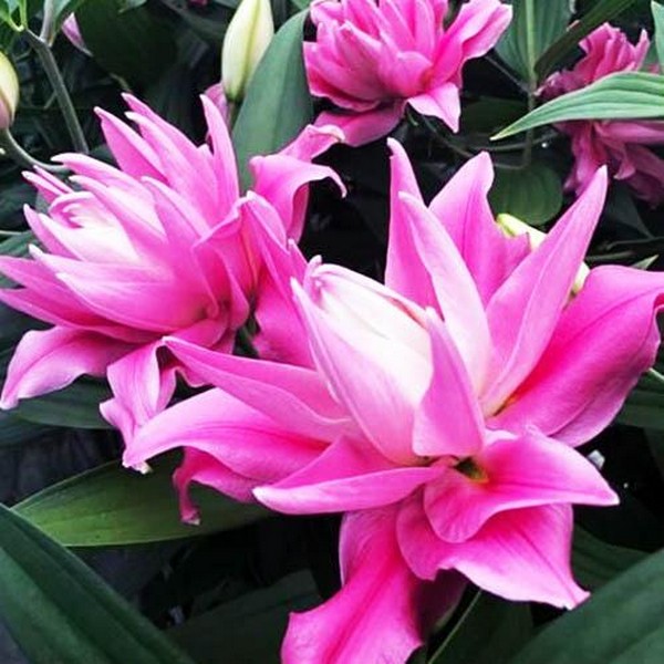  Лилия восточная Kadango (Каданго)