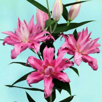  Лилия восточная Kadango (Каданго)