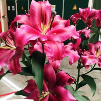  Лилия ОТ гибрид Palazzo (Палаццо)