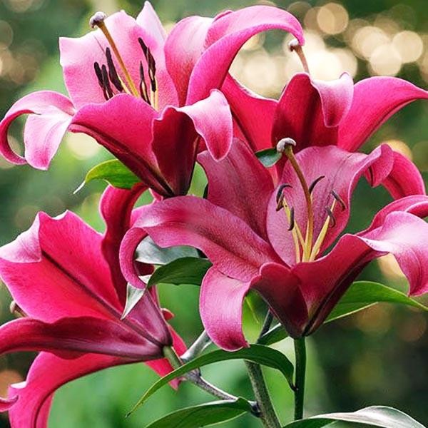  Лилия ОТ гибрид Palazzo (Палаццо)