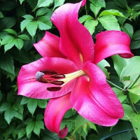  Лилия ОТ гибрид Palazzo (Палаццо)