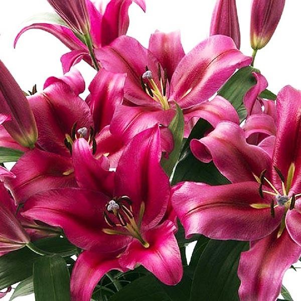  Лилия ОТ гибрид Palazzo (Палаццо)