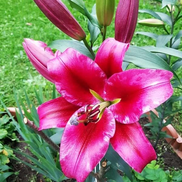  Лилия ОТ гибрид Palazzo (Палаццо)