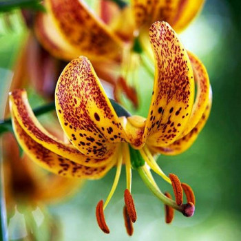  Лилия Sunny Morning (Санни Монинг)