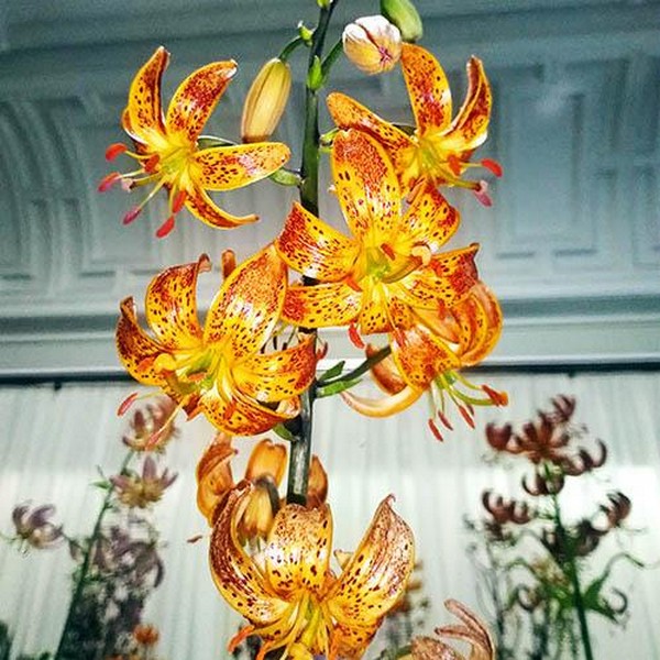  Лилия Sunny Morning (Санни Монинг)