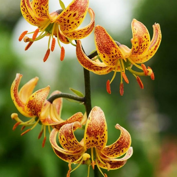  Лилия Sunny Morning (Санни Монинг)