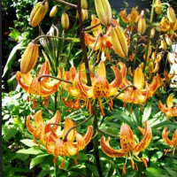  Лилия Sunny Morning (Санни Монинг)