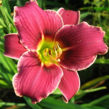 Саженцы Лилейник Little Missy (Литл Мисси)