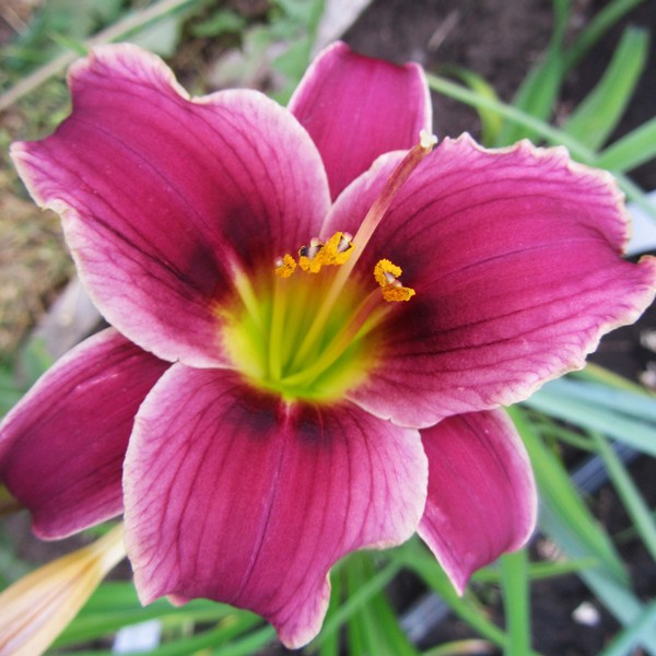 Саженцы Лилейник Little Missy (Литл Мисси)