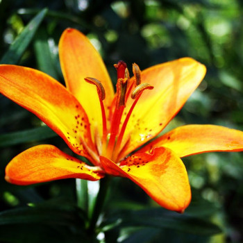  Лилия азиатская Bright Joy (Брайт Джой)