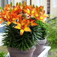  Лилия азиатская Bright Joy (Брайт Джой)