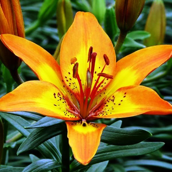  Лилия азиатская Bright Joy (Брайт Джой)