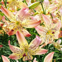  Лилия Corsage (Корсаж)