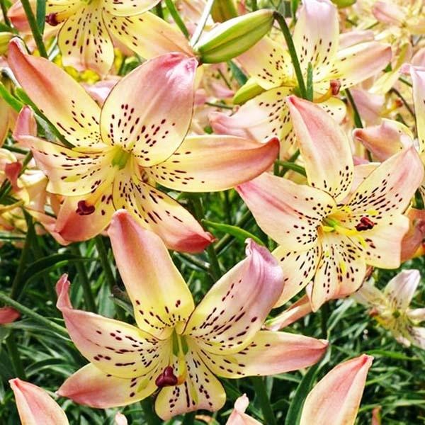  Лилия Corsage (Корсаж)