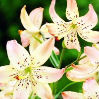  Лилия Corsage (Корсаж)