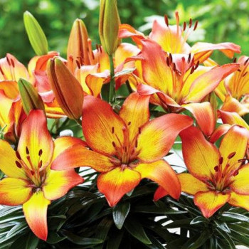  Лилия азиатская Sunset Joy (Сансет Джой)