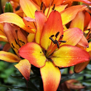  Лилия азиатская Sunset Joy (Сансет Джой)