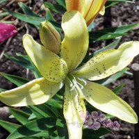  Лилия АОА гибрид Fields Of Gold (Филдс Оф Голд)