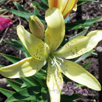  Лилия АОА гибрид Fields Of Gold (Филдс Оф Голд)