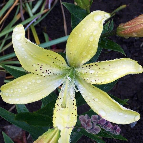  Лилия АОА гибрид Fields Of Gold (Филдс Оф Голд)