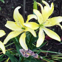  Лилия АОА гибрид Fields Of Gold (Филдс Оф Голд)