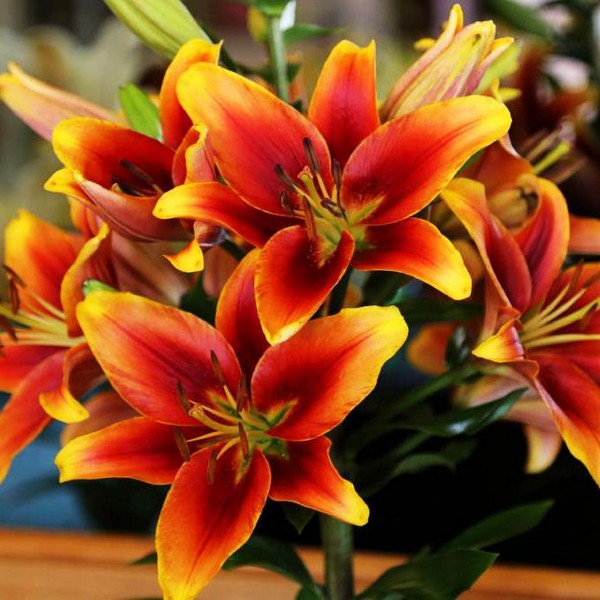  Лилия АОА гибрид Avalon Sunset (Авалон Сансет)