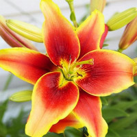  Лилия АОА гибрид Avalon Sunset (Авалон Сансет)