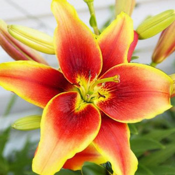  Лилия АОА гибрид Avalon Sunset (Авалон Сансет)